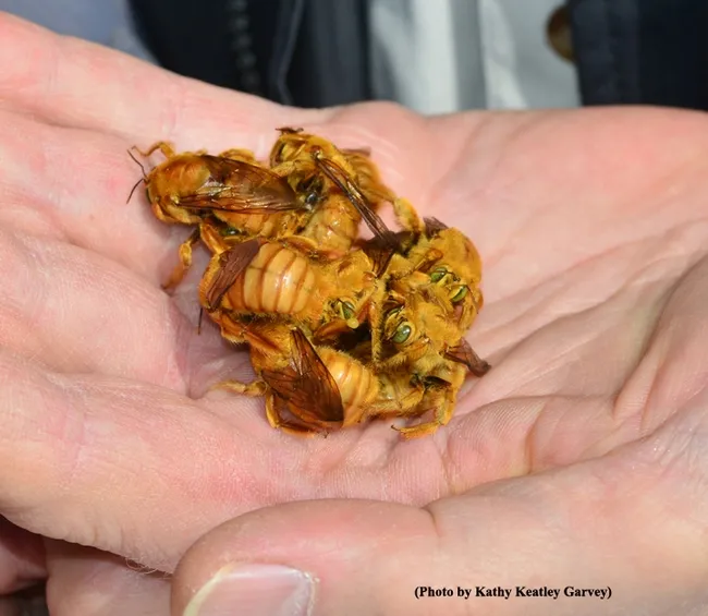 Extension apiculturist (emeritus) Eric Mussen holds a handful of male Valley carpenter bees.