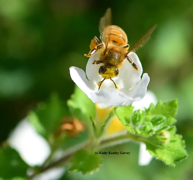 A pollen-covered honey bee heading toward Bacopa. (Photo by Kathy Keatley Garvey)