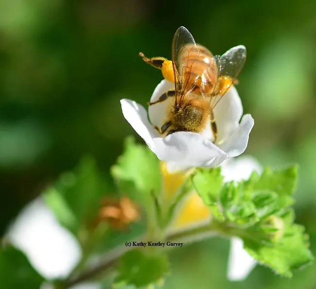 C'mon in, the pollen's fine! A honey bee reaching for pollen. (Photo by Kathy Keatley Garvey)