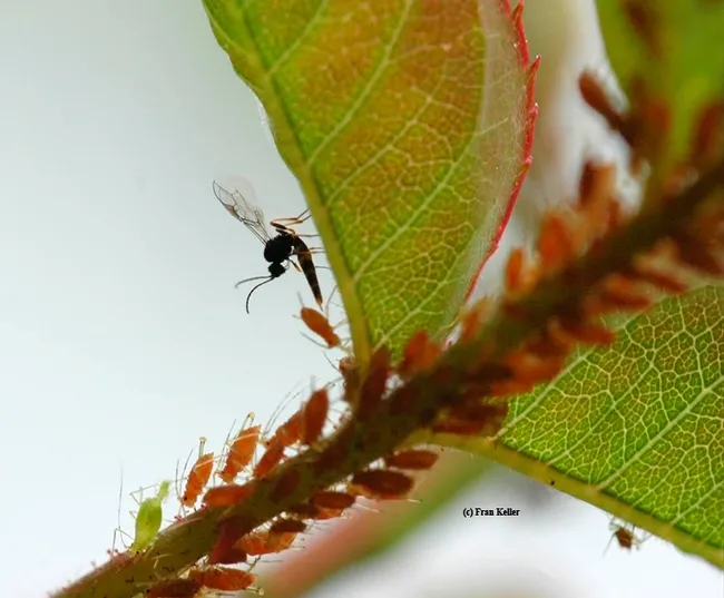 A wasp (family Aphidiinae) parasitizing an aphid. (Photo by Fran Keller, who received her doctorate in entomology this year from UC Davis.)