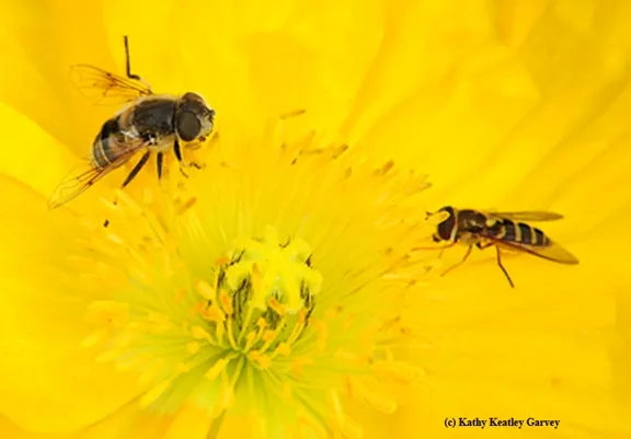 A drone fly, Eristalis tenax (left), and a syrphid fly. They're from the same family, Syrphidae and are often mistaken for honey bees. (Photo by Kathy Keatley Garvey)