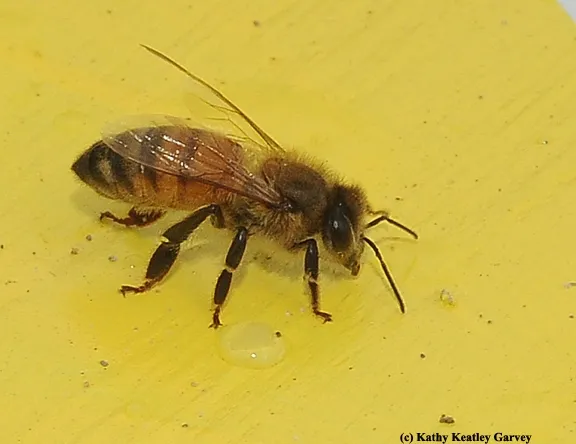 Close-up of a honey bee. (Photo by Kathy Keatley Garvey)