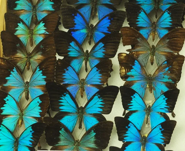 Ulysses butterfly (Papilio ulysses) collection in the Bohart Museum of Entomology. These are all males. The females have barely any blue on their wings. (Photo by Kathy Keatley Garvey)