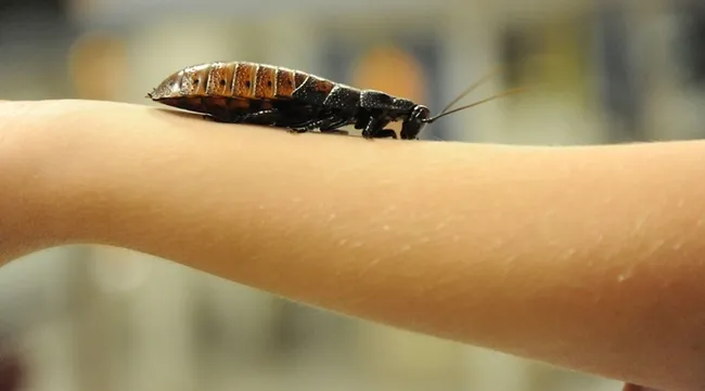 A Madagascar hissing cockroach crawls on the arm of a visitor at the Bohart Museum of Entomology. (Photo by Kathy Keatley Garvey)
