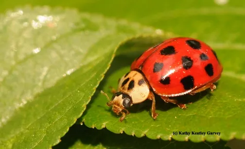 "Appropiately dressed" lady beetle, aka lady bug. (Photo by Kathy Keatley Garvey)