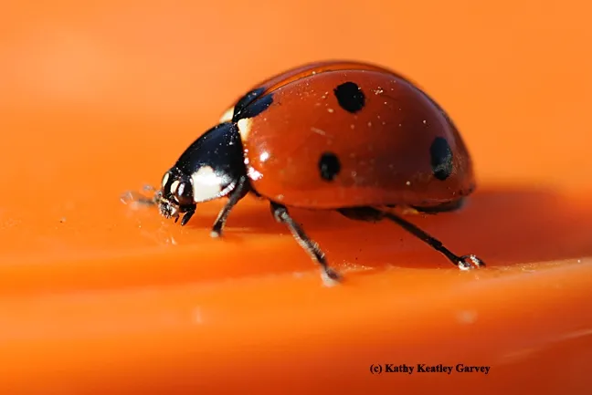 A lady beetle, aka ladybug, will eat aphids and other soft-bodied insects in your garden. (Photo by Kathy Keatley Garvey)