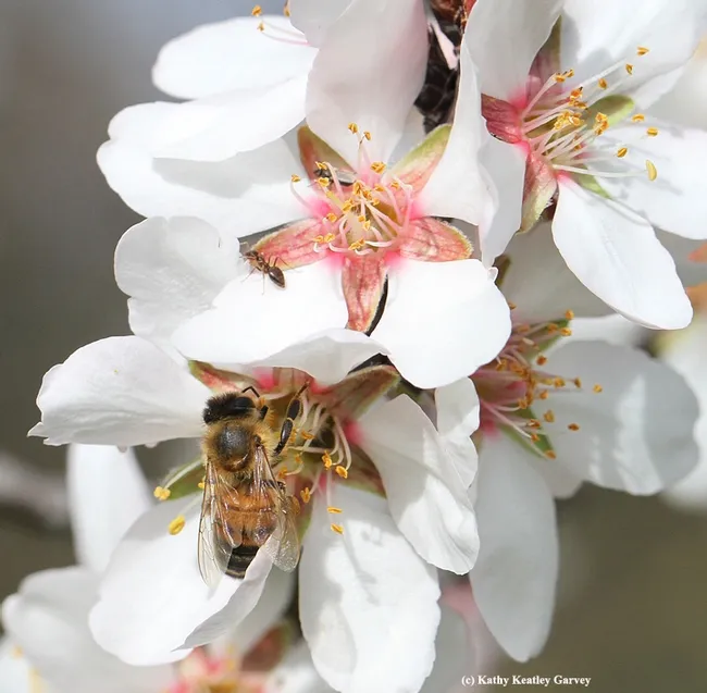 Cousins: a honey bee and an ant. Both belong to the order Hymenoptera. (Photo by Kathy Keatley Garvey)