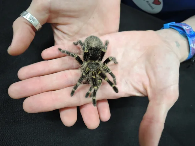 This tarantula was popular at the Bohart Museum on Biodiversity Museum Day. (Photo by Kathy Keatley Garvey)