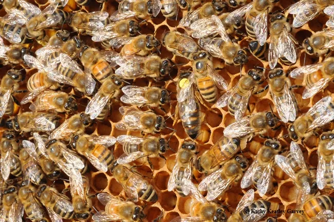 The queen and her court. (Photo by Kathy Keatley Garvey)