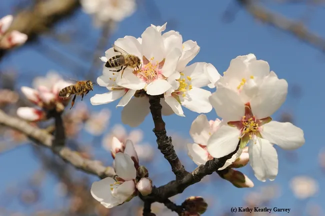 Two bees heading for the same almond blossom. (Photo by Kathy Keatley Garvey)