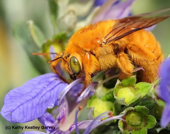 A male Valley carpenter bee, Xylocopa varipuncta. (Photo by Kathy Keatley Garvey)