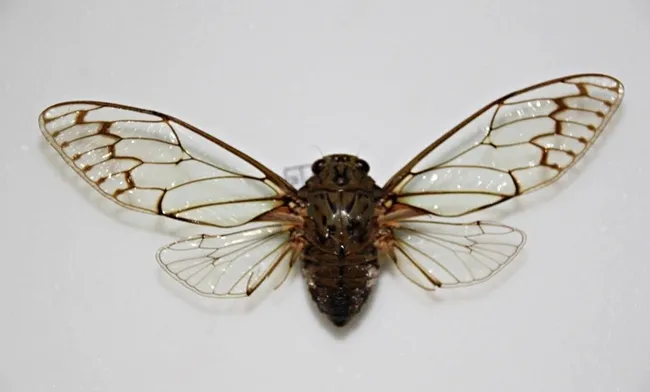 A "mute" cicada, Karenia caelatata. (Photo by Christian Nansen)