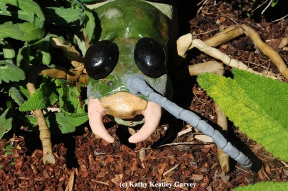 Buggy eyes, long antennae and a colorful body characterize this garden art in the UC Davis Teaching Nursery. (Photo by Kathy Keatley Garvey)