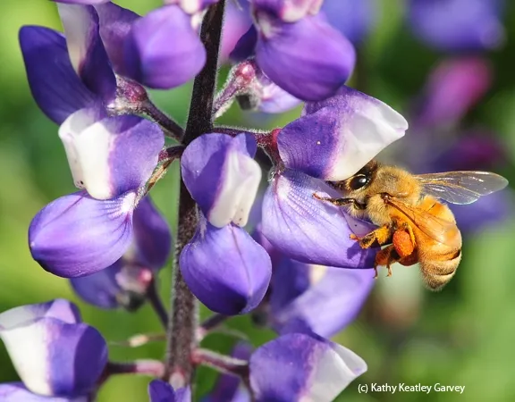 Honey bee with a huge pollen load. (Photo by Kathy Keatley Garvey)