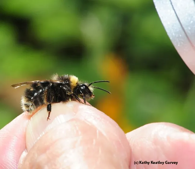 This is the Western bumble bee, Bombus occidentalis, which is declining rapidly. (Photo by Kathy Keatley Garvey)