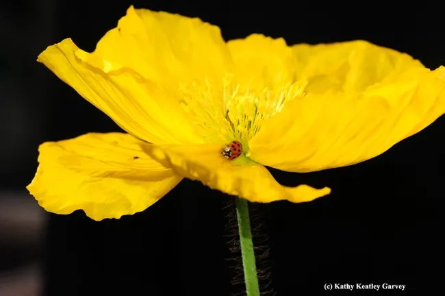 A lady beetle pollinating an Iceland poppy. (Photo by Kathy Keatley Garvey)