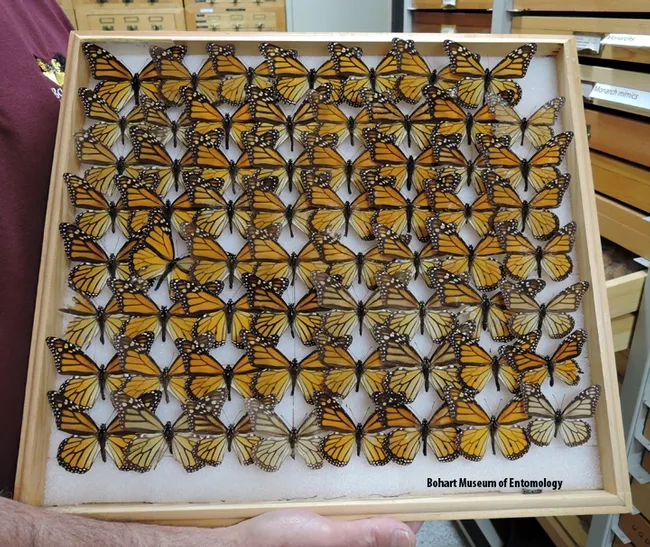 If you haven't seen a single monarch yet this year, you'll see plenty of them at the Bohart Museum of Entomology. (Photo by Kathy Keatley Garvey)