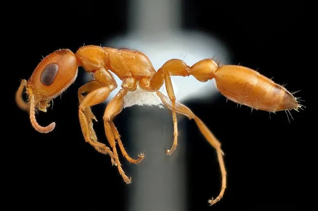 Alex Wild's image of a Californian Pseudomyrmex twig ant. This is one of the images in "Insects Unlocked."