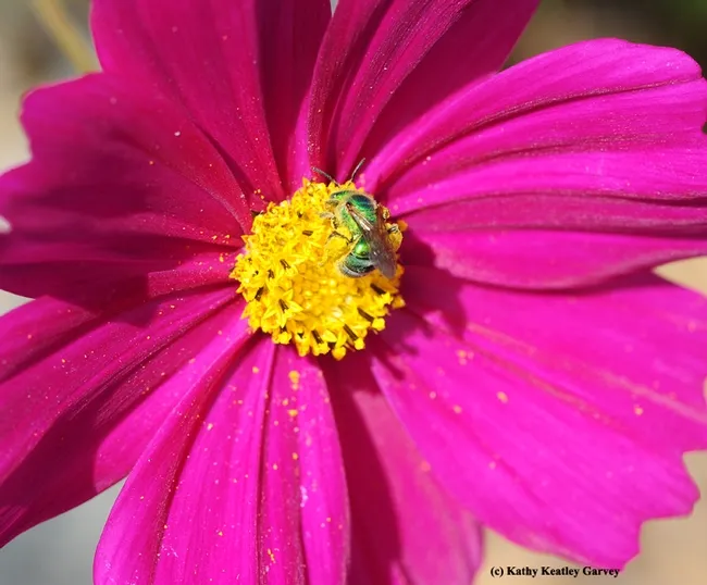 Long-distance view of a pink Cosmos with a "green" center. (Photo by Kathy Keatley Garvey)