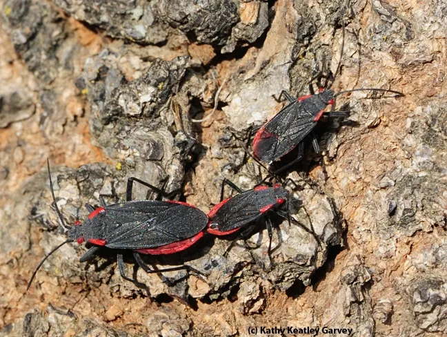 It's time for the third one to wander off. (Photo by Kathy Keatley Garvey)