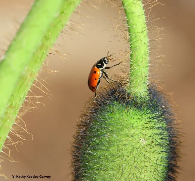 A lady beetle, newly rescued from the bathroom of a restaurant in Marin County, crawls on an Iceland poppy in a Solano County bee garden. Freedom! (Photo by Kathy Keatley Garvey)