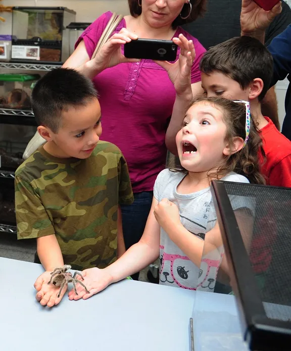 Roxanne Bell, 7, of Davis, decided that Peaches, the rose-haired tarantula, "tickles!" Watching her reaction at the Bohart Museum of Entomology, during "Take Your Daughers (And Sons) to Work" Day is Joel Fuerte, 6, of Woodland. Their mothers work at UC Davis. (Photo by Kathy Keatley Garvey)