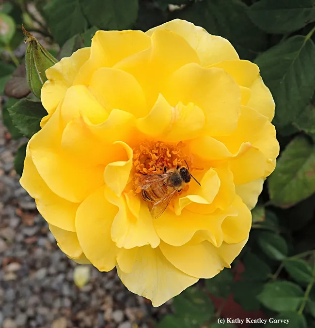 A honey bee foraging on a yellow rose purchased at the 2014 UC Davis Rose Days. (Photo by Kathy Keatley Garvey)