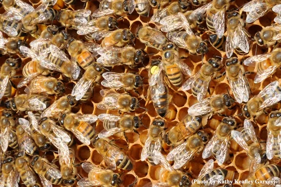 Visitors can see a bee observation hive on Saturday, May 2 at the Häagen-Dazs Honey Bee Haven during its fifth anniversary celebration. (Photo by Kathy Keatley Garvey)
