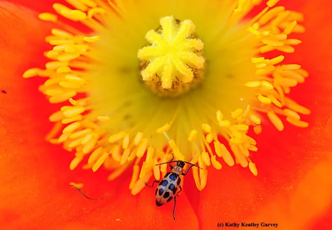 A spotted cucumber beetle foraging on Iceland poppy. (Photo by Kathy Keatley Garvey)