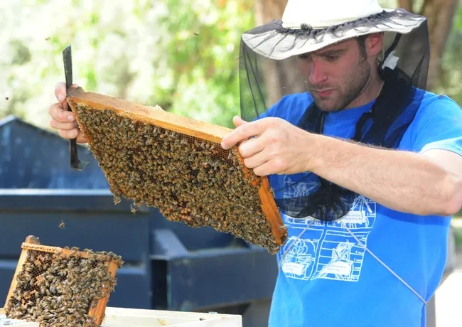 Staff research associate Billy Synk of the Harry H. Laidlaw Jr. Honey Bee Research Facility, UC Davis, checking the frames. (Photo by Kathy Keatley Garvey)