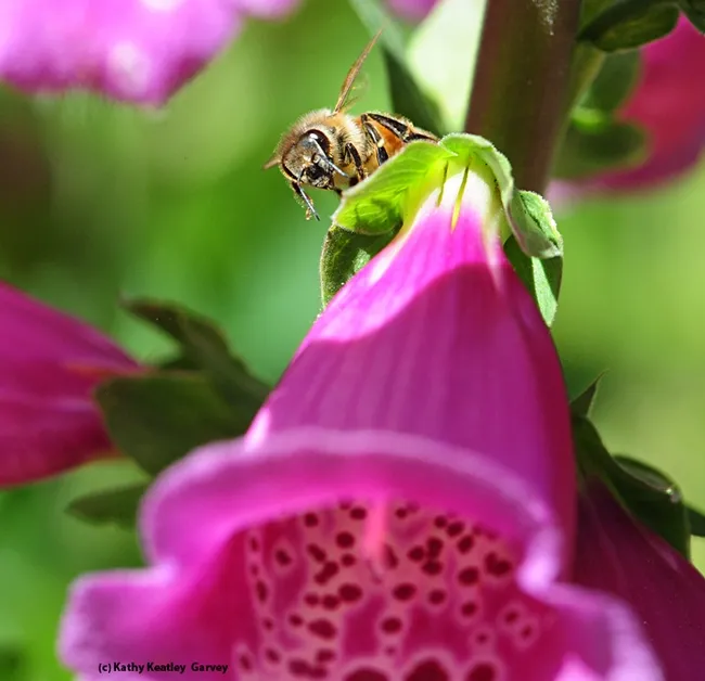 A honey bee looking for a hole drilled by a carpenter bee in the corolla of a foxglove. (Photo by Kathy Keatley Garvey)