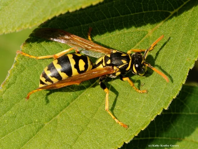 Close-up of a European paper wasp. (Photo by Kathy Keatley Garvey)