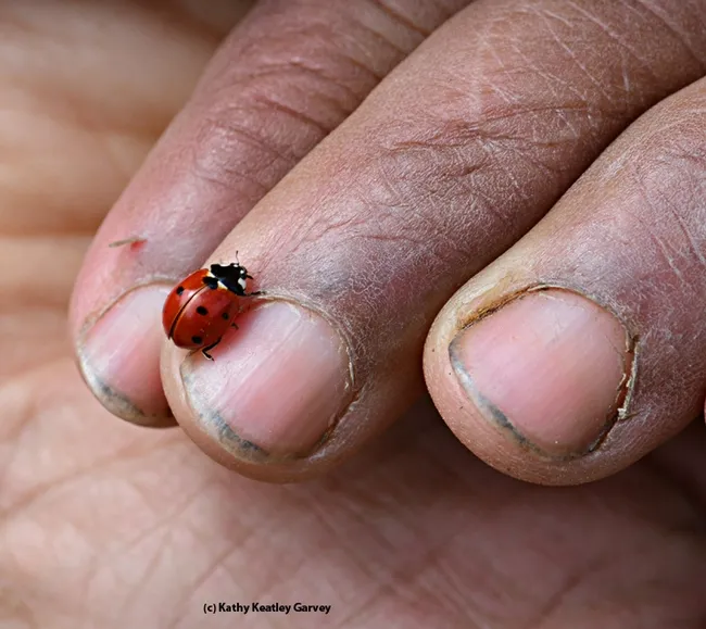 A farmer's hand and a very beneficial insect, the lady beetle, aka ladybug. (Photo by Kathy Keatley Garvey)