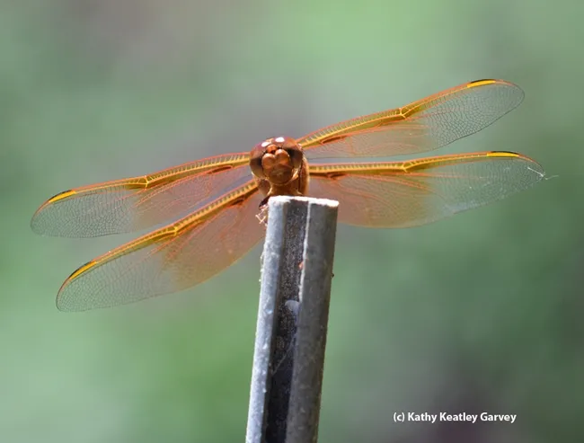 A different view. Flameskimmer dragonfly on his bamboo perch. (Photo by Kathy Keatley Garvey)