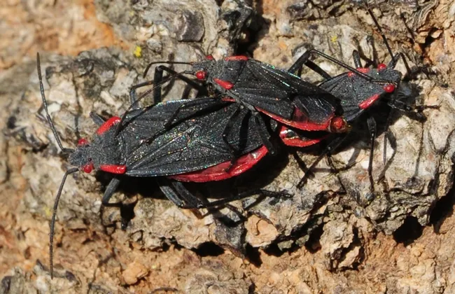 These are soapberry bugs photographed near the Ruth Risdon Storer Gardens, UC Davis Arboretum. (Photo by Kathy Keatley Garvey)