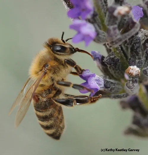 A varroa mite is visible on this forager. (Photo by Kathy Keatley Garvey)