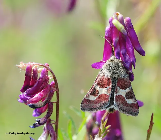 Schinia sueta is a day-flying moth. (Photo by Kathy Keatley Garvey)