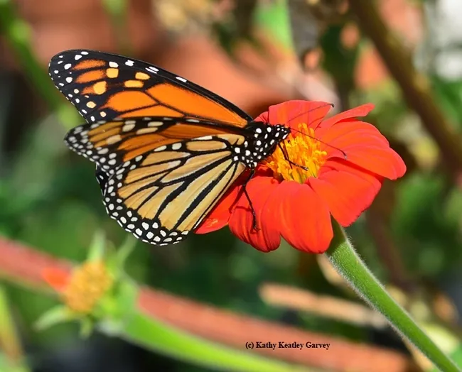 Side view of amonarch, Danaus plexippus,on a Mexican sunflower, Tithonia. (Photo by Kathy Keatley Garvey)