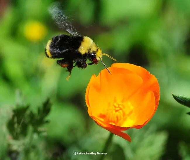 A yellow-faced bumble bee, Bombus vosnesenskii, heads for a California golden poppy. (Photo by Kathy Keatley Garvey)