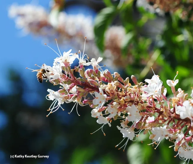 A bee forages on California buckeye in Vacaville, Calif. (Photo by Kathy Keatley Garvey)
