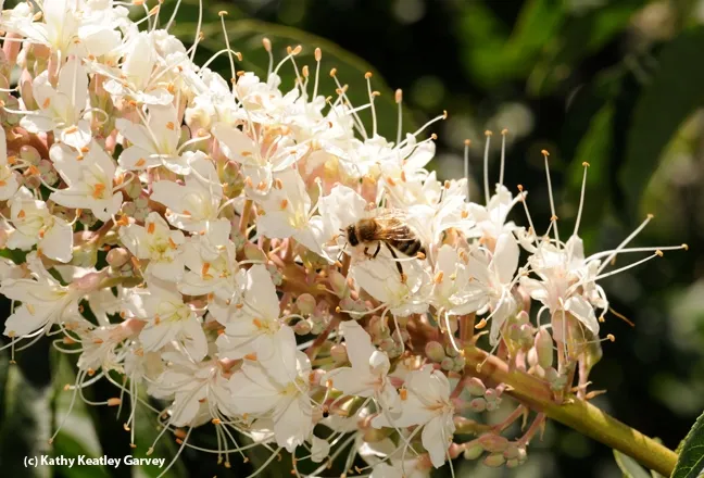 California buckeye is poisonous to bees and can result in dying brood, or misshapen brood. (Photo by Kathy Keatley Garvey)