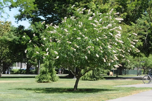 A California buckeye blooming on the UC Davis campus. (Photo by Kathy Keatley Garvey)