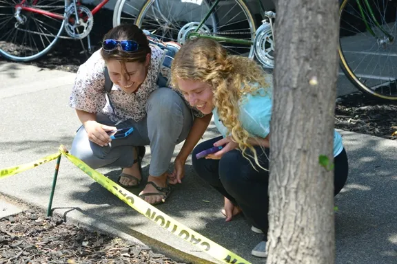 Lindsey Hack (left) and Allie Margulies of the Neal Williams lab, UC Davis, photographing the sunflower bees. (Photo by Kathy Keatley Garvey)