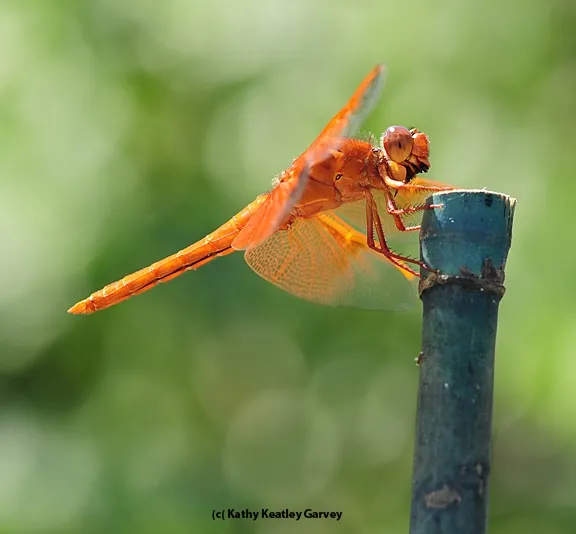 "Red" is for the red flameskimmer, Libellula saturata. (Photo by Kathy Keatley Garvey).