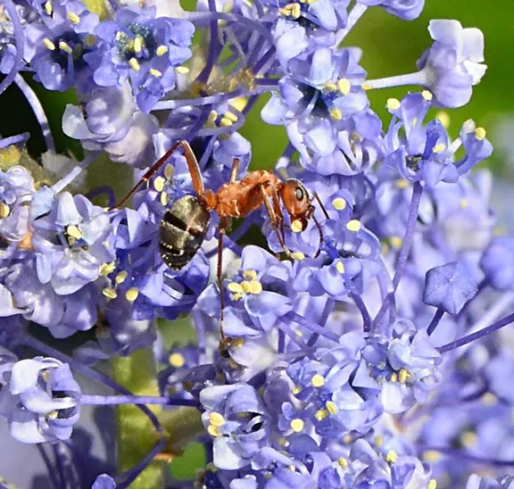 A worker Formica moki ant, as seen in the Häagen-Dazs Honey Bee Haven.