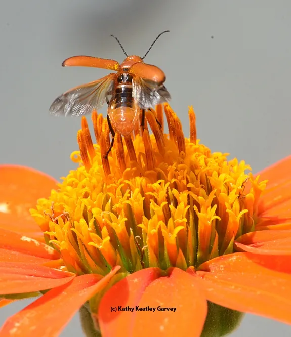 A meloid beetle about to take flight. (Photo by Kathy Keaetley Garvey)