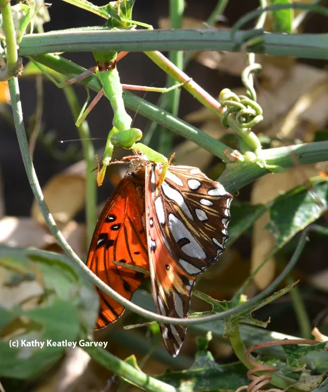 A praying mantis snares a newly emerged Gulf Fritillary butterfly. (Photo by Kathy Keatley Garvey)
