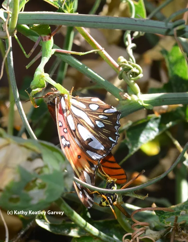 A European paper wasp is an uninvited guest. (Photo by Kathy Keatley Garvey)