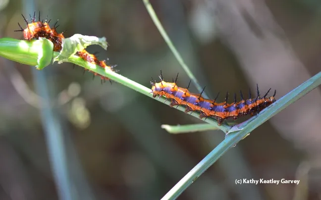 Gulf Fritillary caterpillars defoliating the passionflower vine. (Photo by Kathy Keatley Garvey)