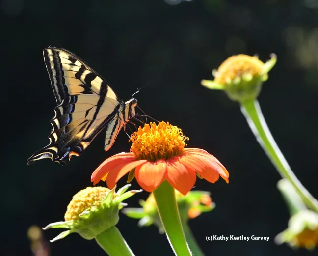An artist's depiction of the Western tiger swallowtail (above) is one of the exhibits in McCormack Hall, Solano County Fair. (Photo by Kathy Keatley Garvey)